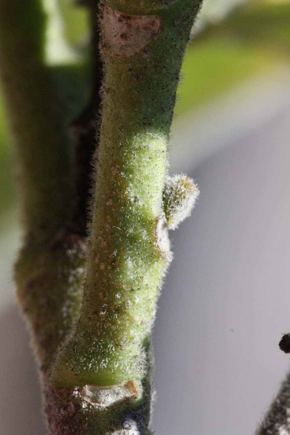              First year twig (Riverside, CA)       